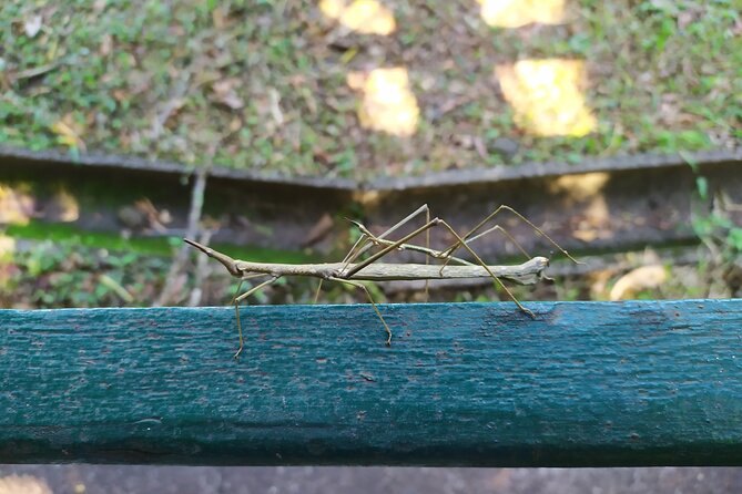 A stick insect on a handrail in the forest